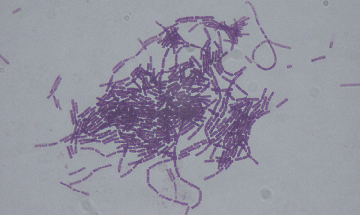 Bacillus thuringiensis ssp. kurstaki