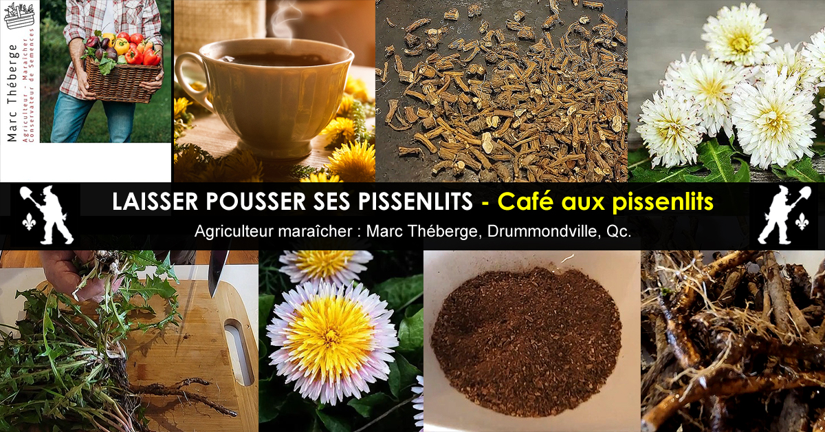 Café aux racines de pissenlits