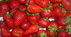 Culture des fraises