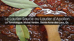Laurier-sauce