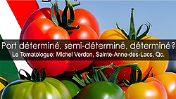 Tomates indéterminées Tomates déterminées Tomates semi-déterminées