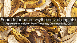Purin de peau de banane comme fertilisant organique?