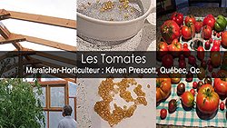 Tomate - Culture des tomates de la semence à la récolte