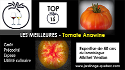 Tomate Anawine - 15 meilleurs cultivars de tomates