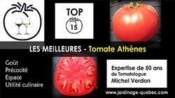 Tomate Athènes - 15 meilleurs cultivars de tomates
