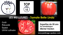 Tomate Belle Linda - 15 meilleurs cultivars de tomates