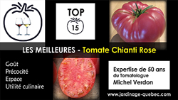 Tomate Chianti Rose - 15 meilleurs cultivars de tomates