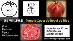 Tomate Coeur de boeuf de Nice - 15 meilleurs cultivars de tomates