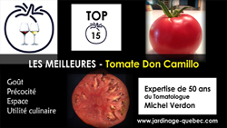 Tomate Don Camillo - 15 meilleurs cultivars de tomates