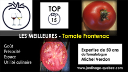 Tomate Frontenac - 15 meilleurs cultivars de tomates