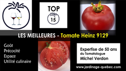 Tomate Heinz H9129 - 15 meilleurs cultivars de tomates