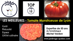 Tomate Monstrueuse de Lyon - 15 meilleurs cultivars de tomates