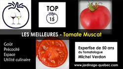 Tomate Muscat - 15 meilleurs cultivars de tomates