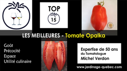 Tomate Opalka - 15 meilleurs cultivars de tomates