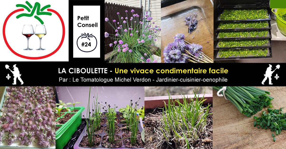 Ciboulette
