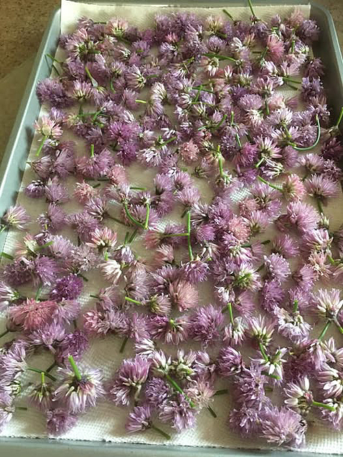 Séchage des fleurs de ciboulette
