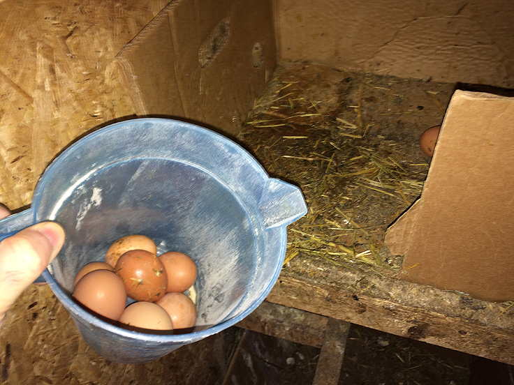 Récolte des oeufs avant la conservation