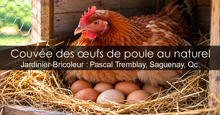 LA COUVÉE DES ŒUFS DE POULE AU NATUREL