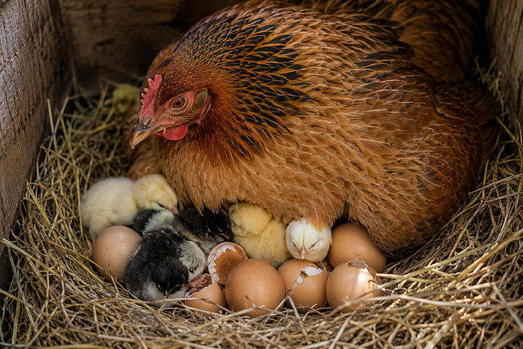 Éclosion des oeufs sous la surveillance et la soins de mère poule