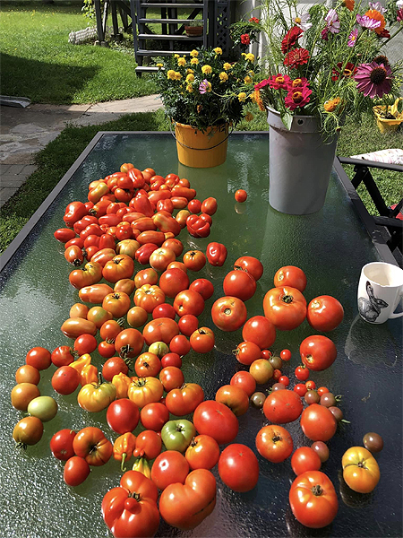 Récolte de tomates