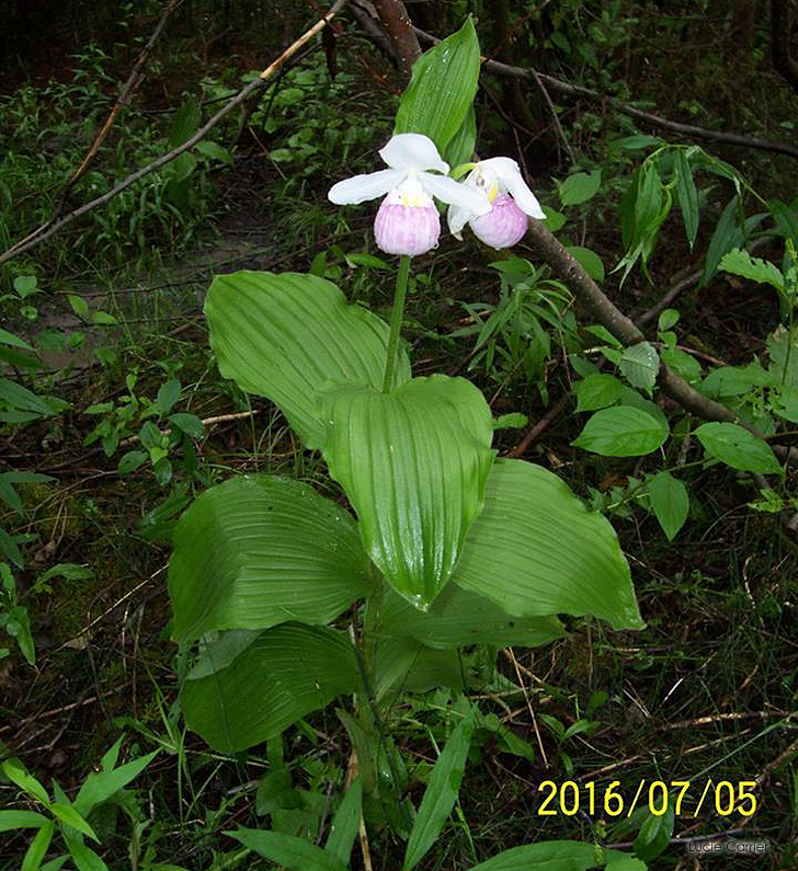 Le Cypripède Royal - Cypripedium reginae - Cypripède de la reine - Showy Lady's-slipper - Les Orchidées du Québec