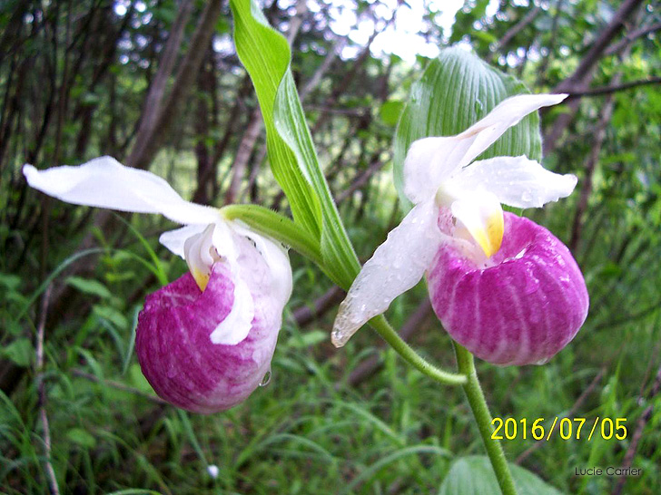 Cypripedium reginae -  Cypripède Royal - Cypripède de la reine - Showy Lady's-slipper - Les plantes menacées ou vulnérables de la flore du Québec