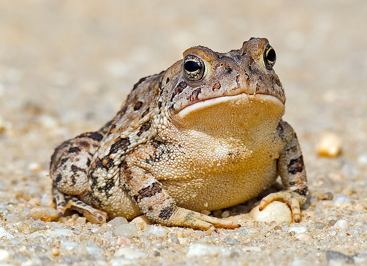 Crapaud limaces