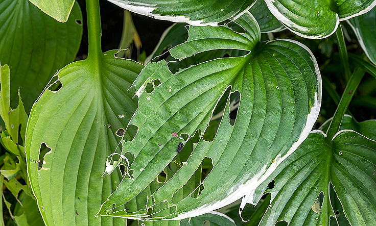 Limaces hostas