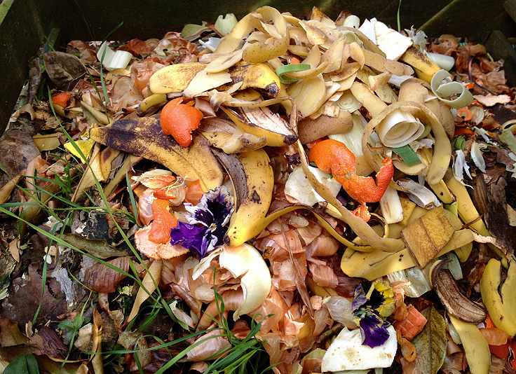 Récolter les limaces et les déposer au compost