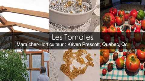 Culture des tomates