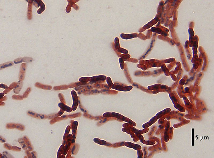 Bactérie Bacillus-megaterium