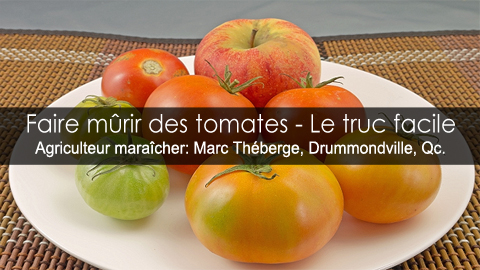 Faire mûrir des tomates