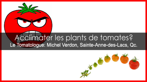Garder les plants de tomates à l'intérieur