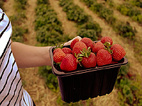 Récolter des fraises