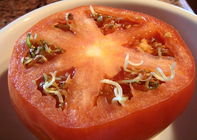 Tomate qui germe - graines de tomates qui germent