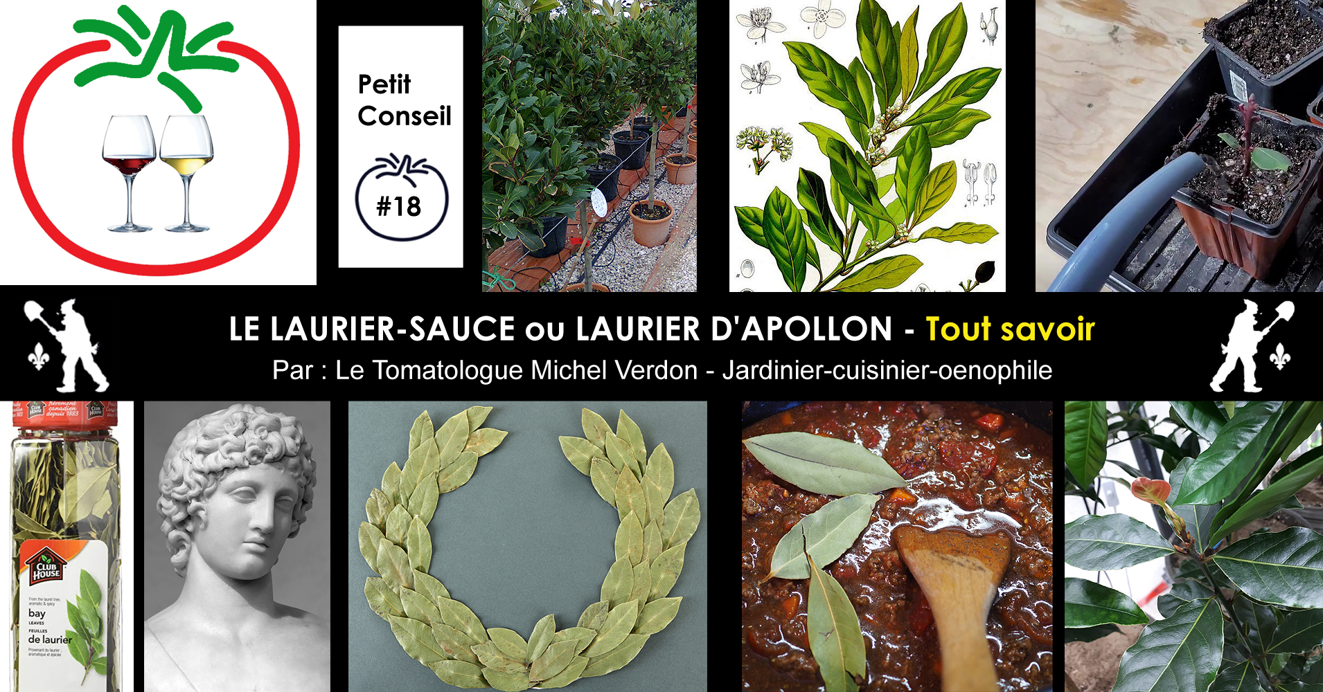 Laurier sauce, Laurier noble, Laurier d'Apollon : planter, cultiver,  récolter