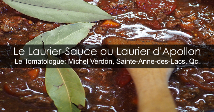 Laurier-Sauce