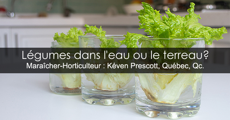 Légumes qui repoussent dans l'eau