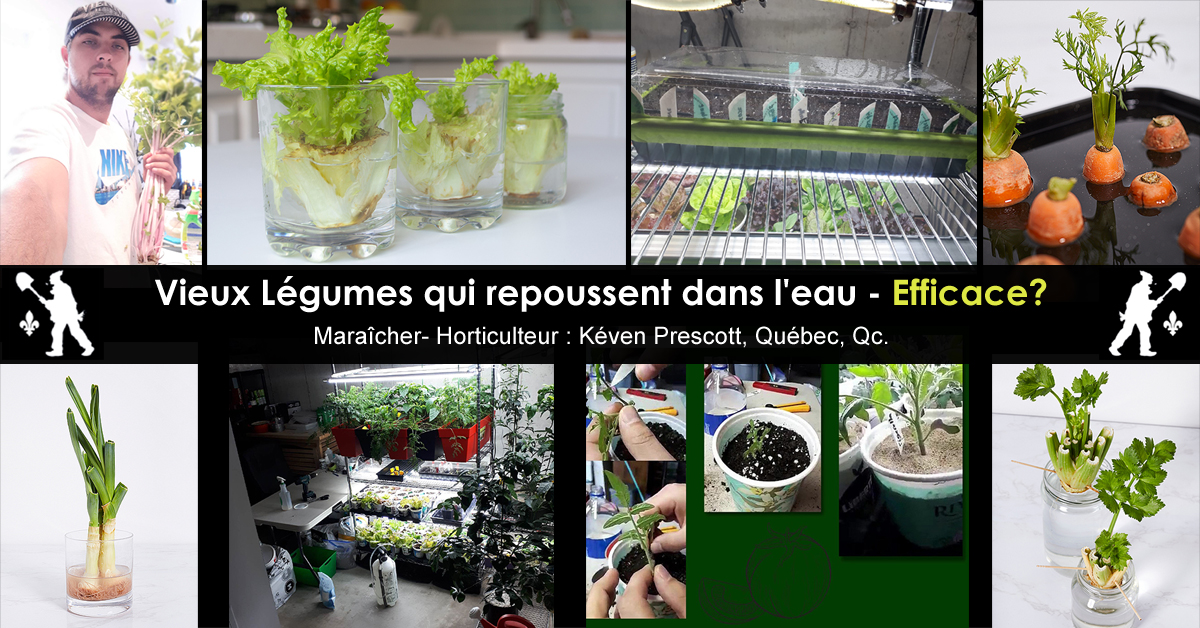 Légumes qui repoussent dans l'eau