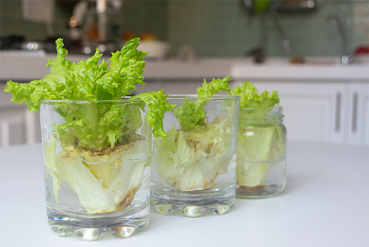 Faire repousser de la salade dans l'eau