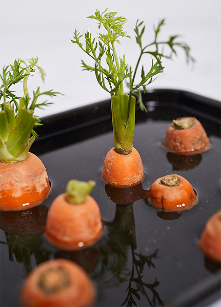 Légumes qui repoussent dans l'eau