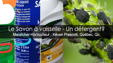 Détergent à vaiselle comme insecticide