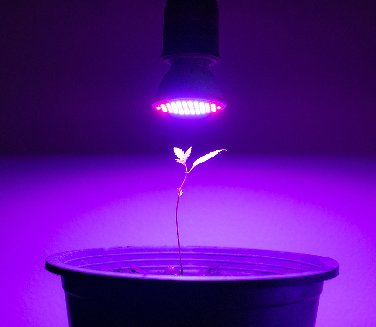 Problème de germination - Le manque de lumière