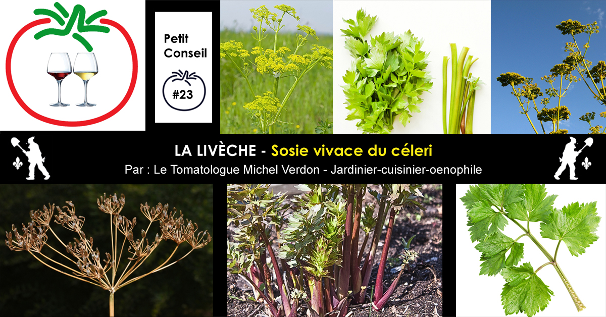 Livèche