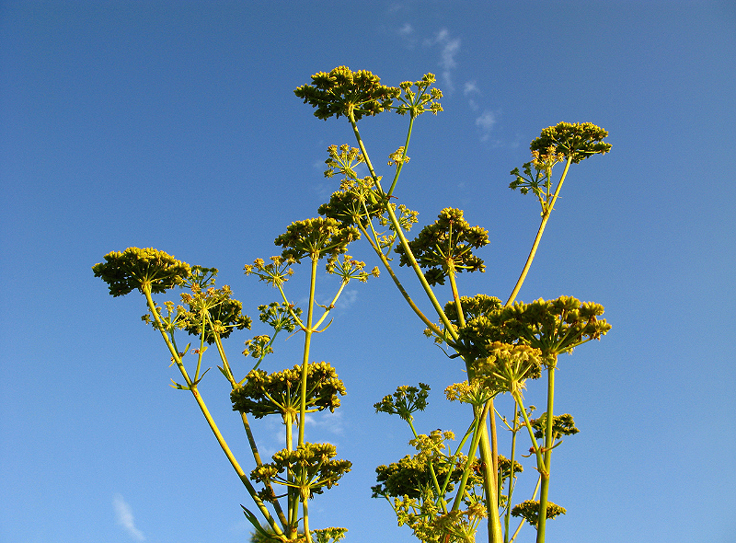 Fleurs de la Livèche qui peut atteindre 2 mètres de hauteur