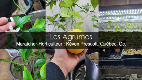 Cultiver les agrumes au Québec