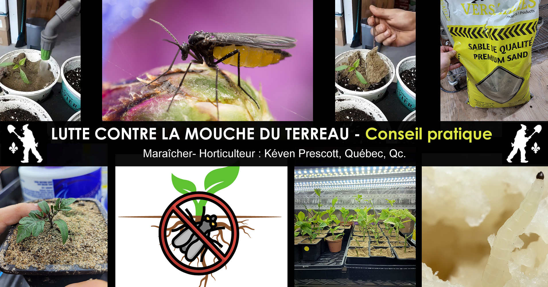 Se Débarrasser de la Mouche du Terreau