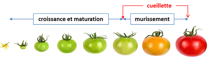 Évolution du mûrissement des tomates