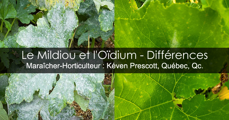 Différences entre le mildiou et l'oïdium