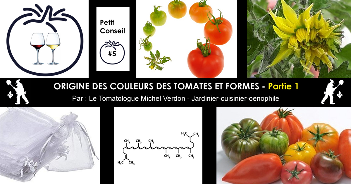 Origines des couleurs des tomates - Les formes de tomates